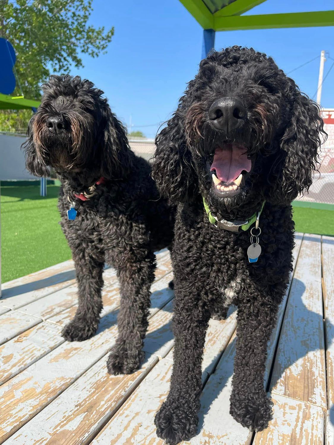 Two black dogs are standing next to each other on a wooden deck