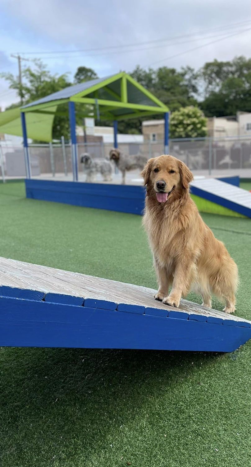 A dog is standing on a ramp in a dog park
