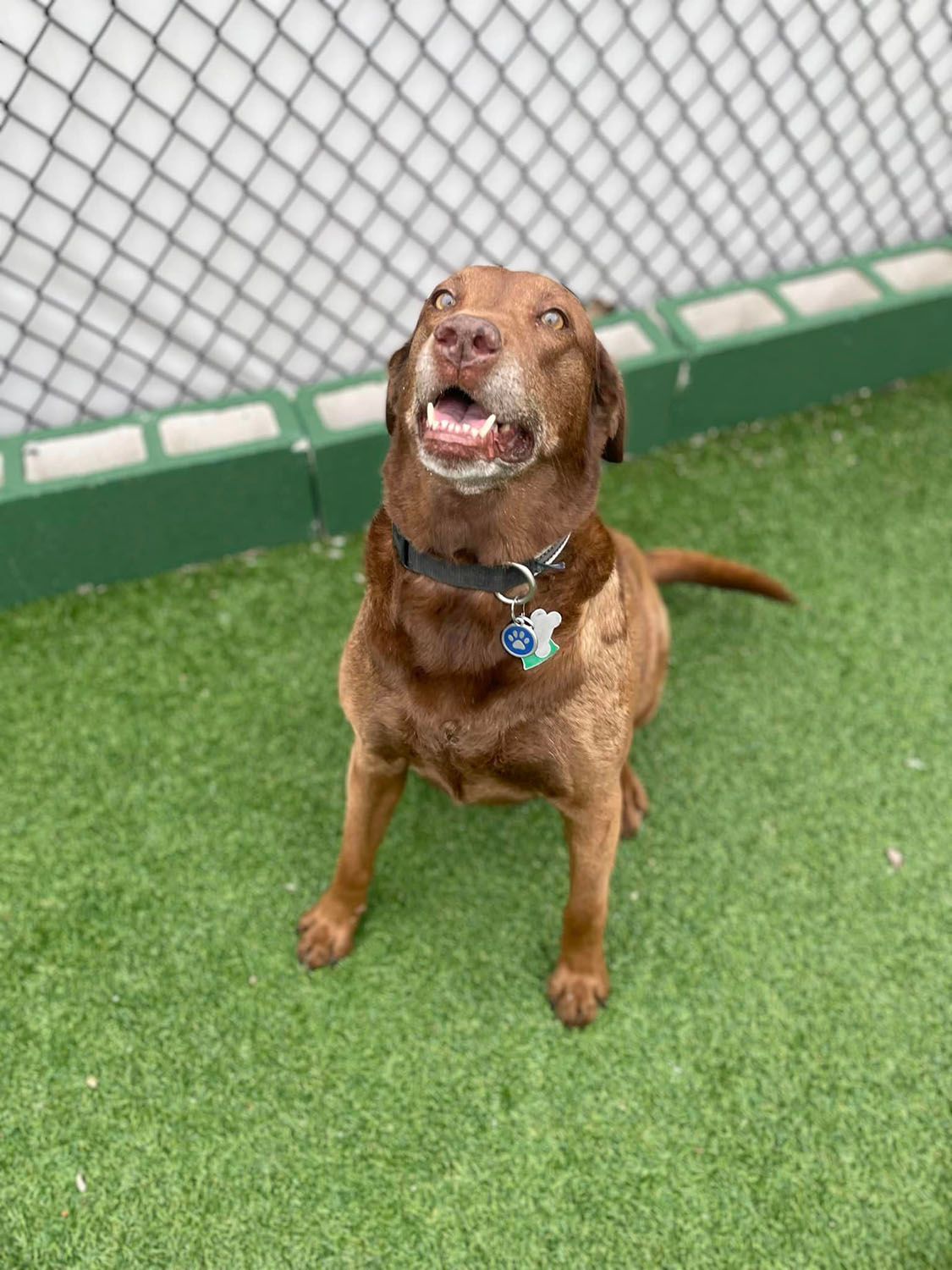 A brown dog is sitting on a green field