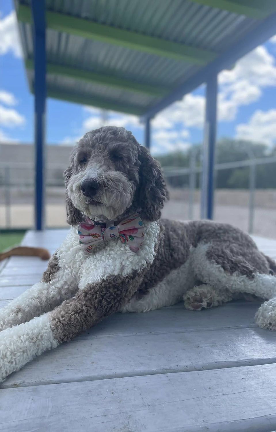 A dog is laying on a table under a canopy