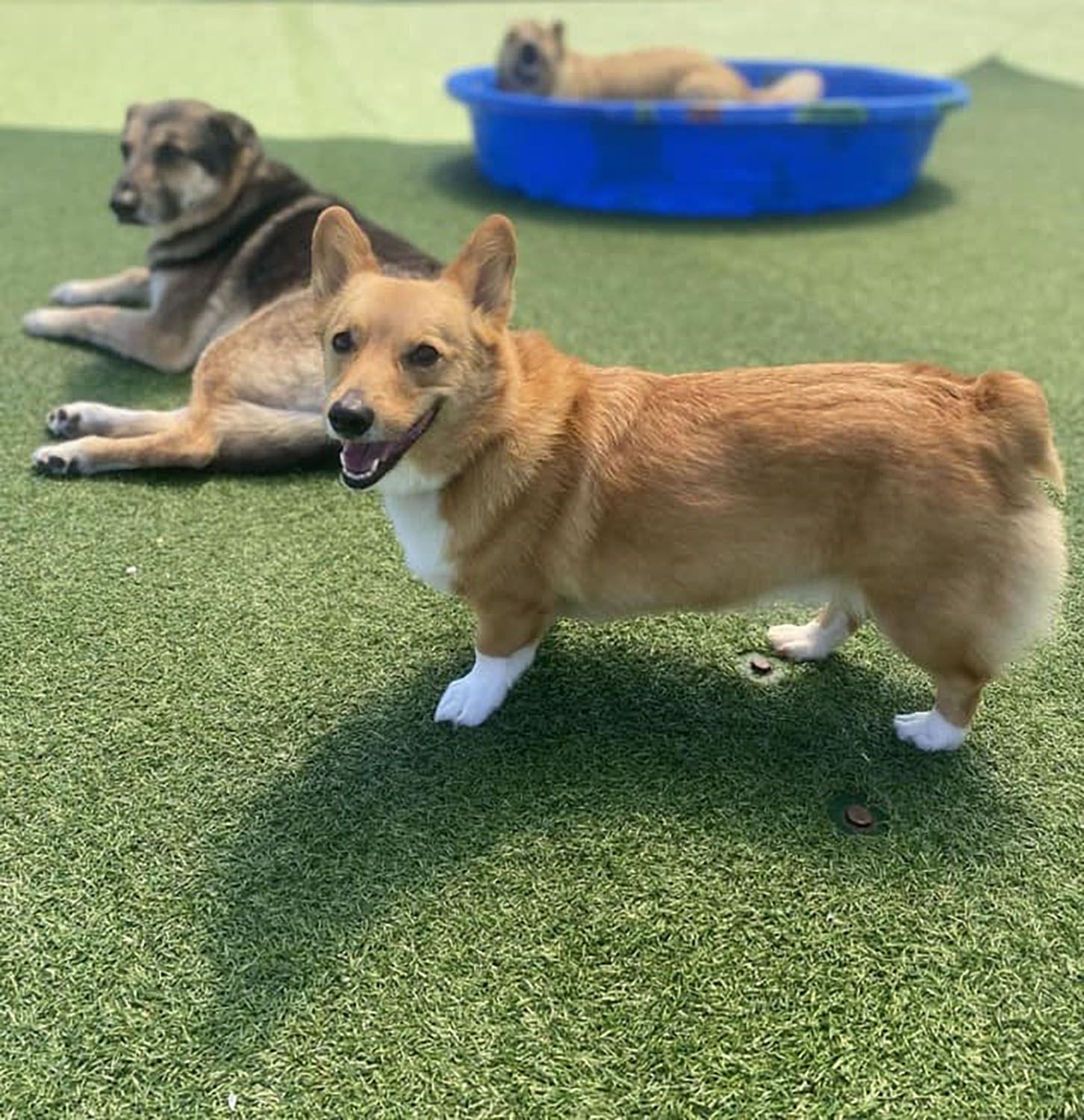 Two dogs are playing on the grass