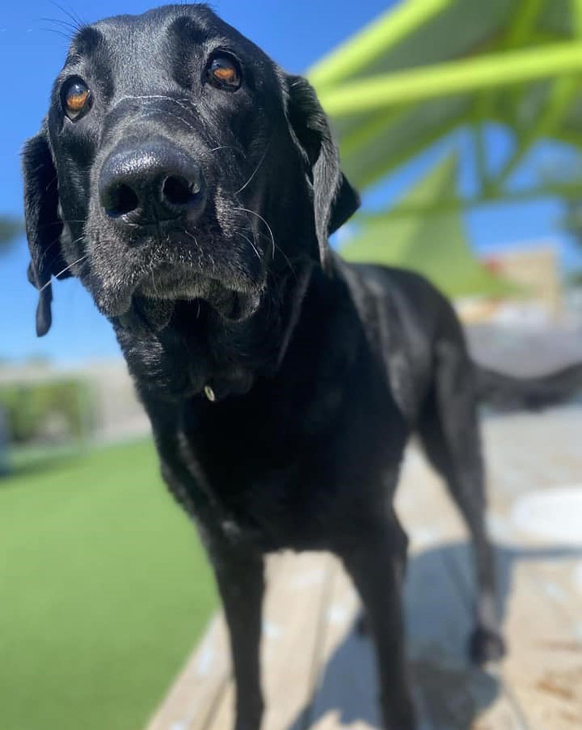A black dog is standing on a bench