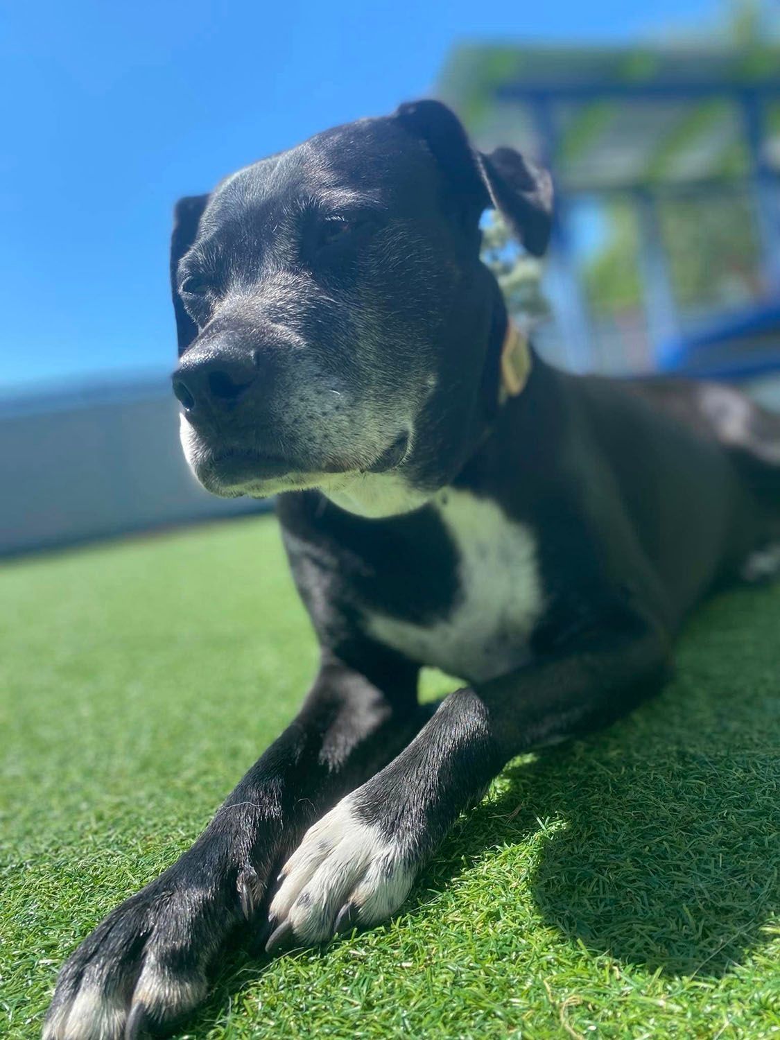 A black and white dog is laying on the grass