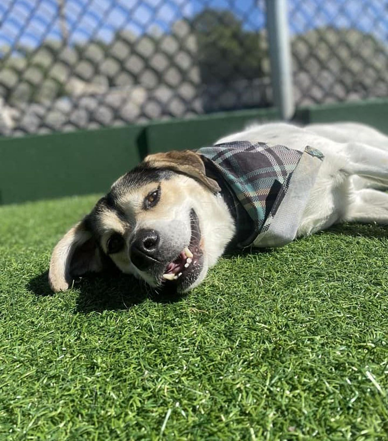 A dog wearing a bandana is laying on the grass