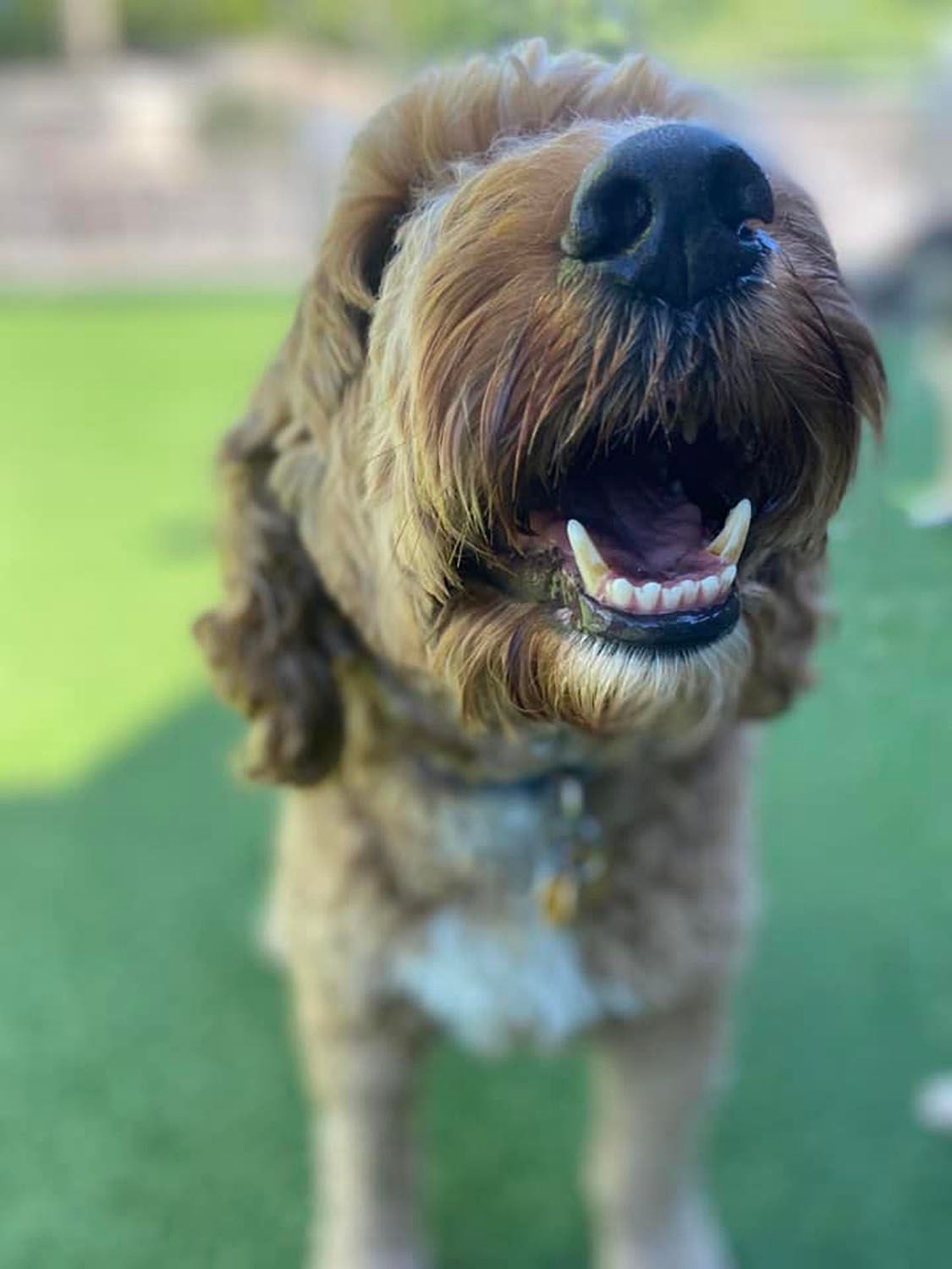 A close up of a dog with its mouth open