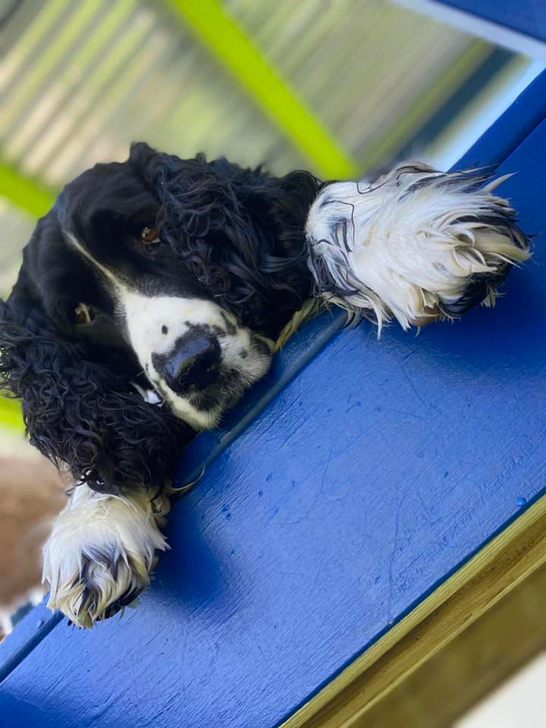A black and white dog laying on a blue surface