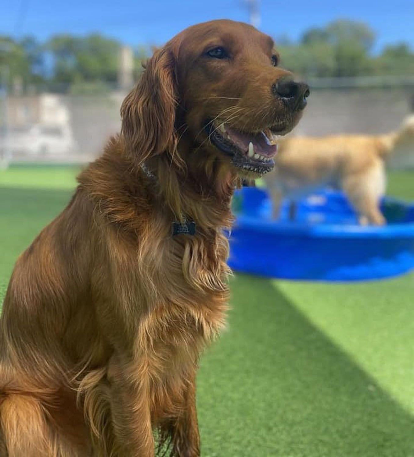 A brown dog is sitting in front of a blue pool