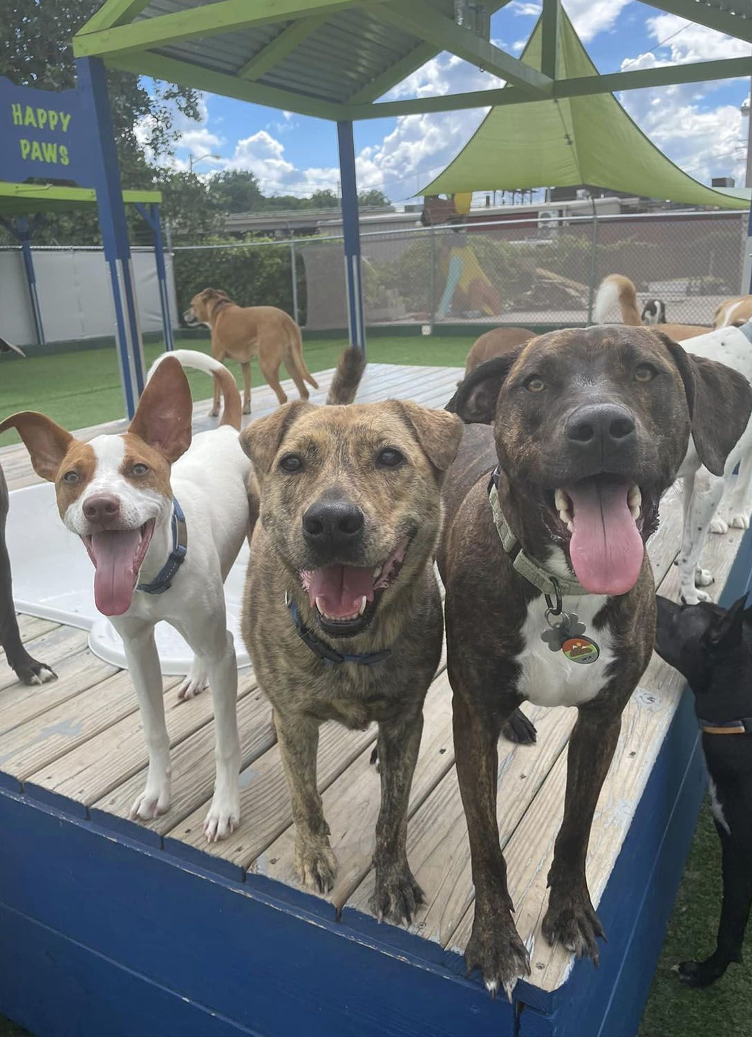 A group of dogs are standing next to each other on a wooden platform