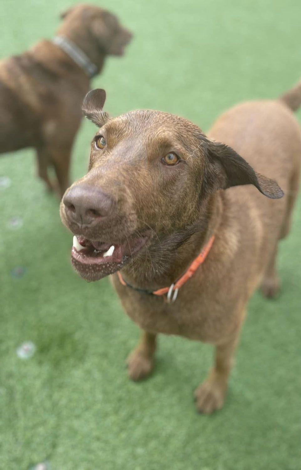 A brown dog is standing on a green field