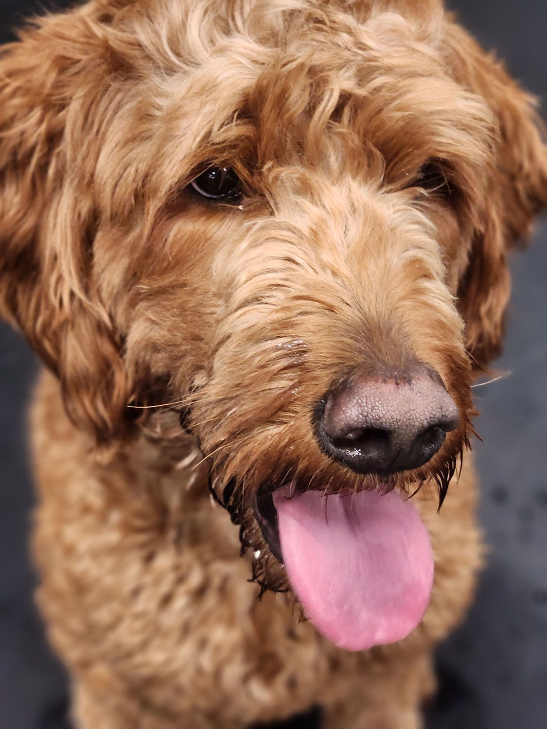 A brown dog with its tongue sticking out