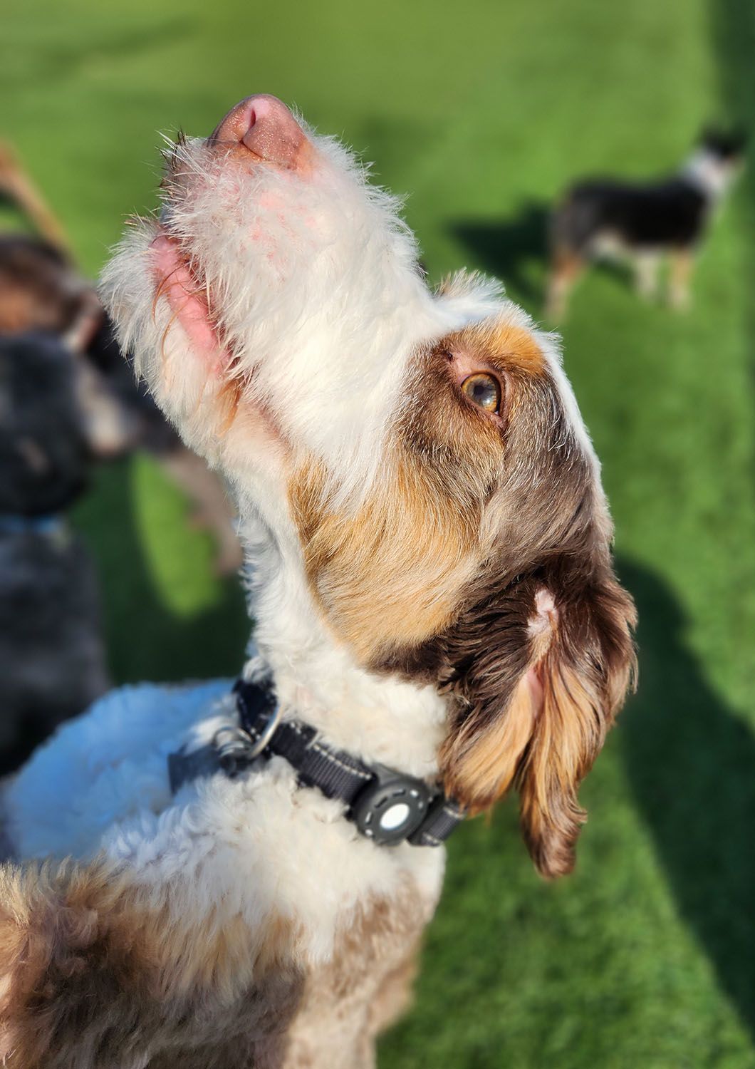 A dog wearing a black collar is looking up at the sky