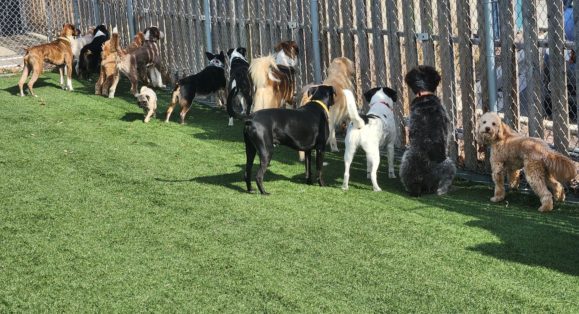 A group of dogs are standing in a grassy area next to a fence