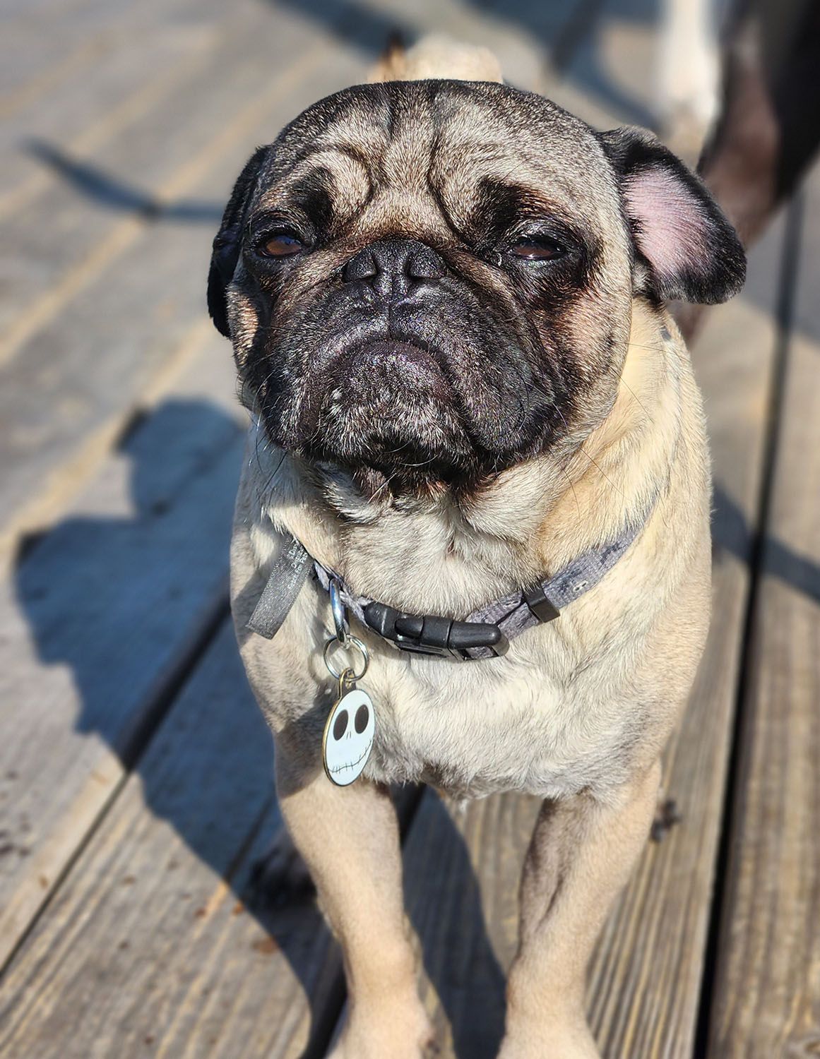 A pug is standing on a wooden deck