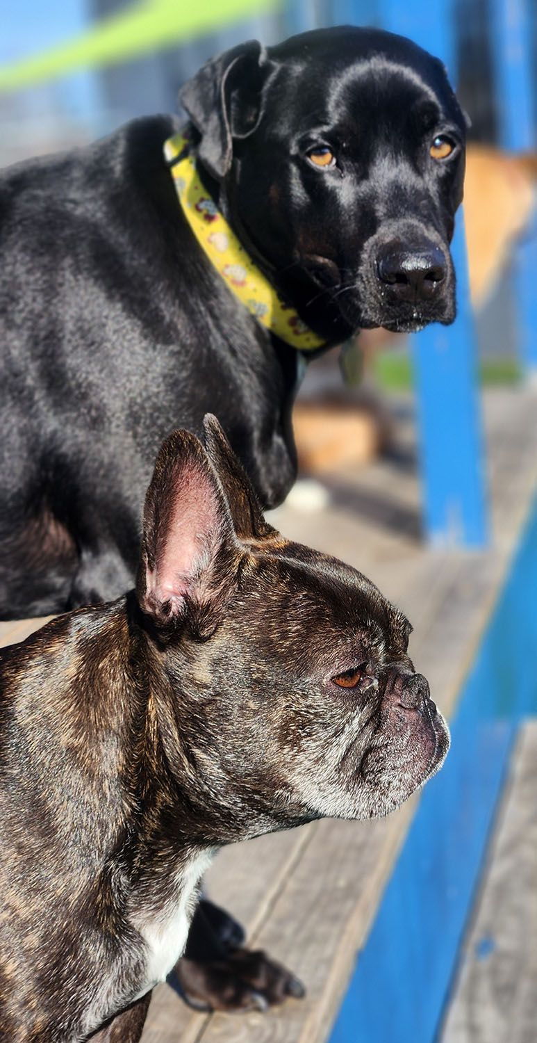 Two dogs are standing next to each other on a wooden deck