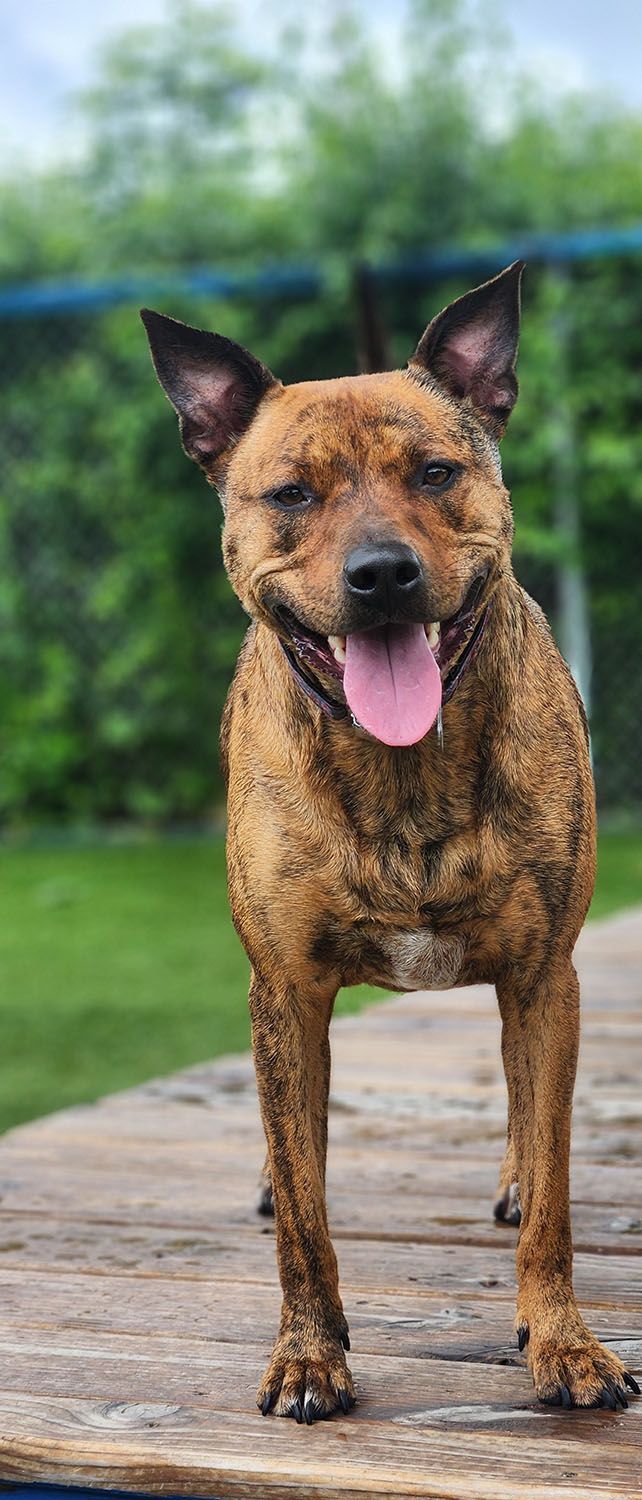 A brown dog is standing on a wooden deck