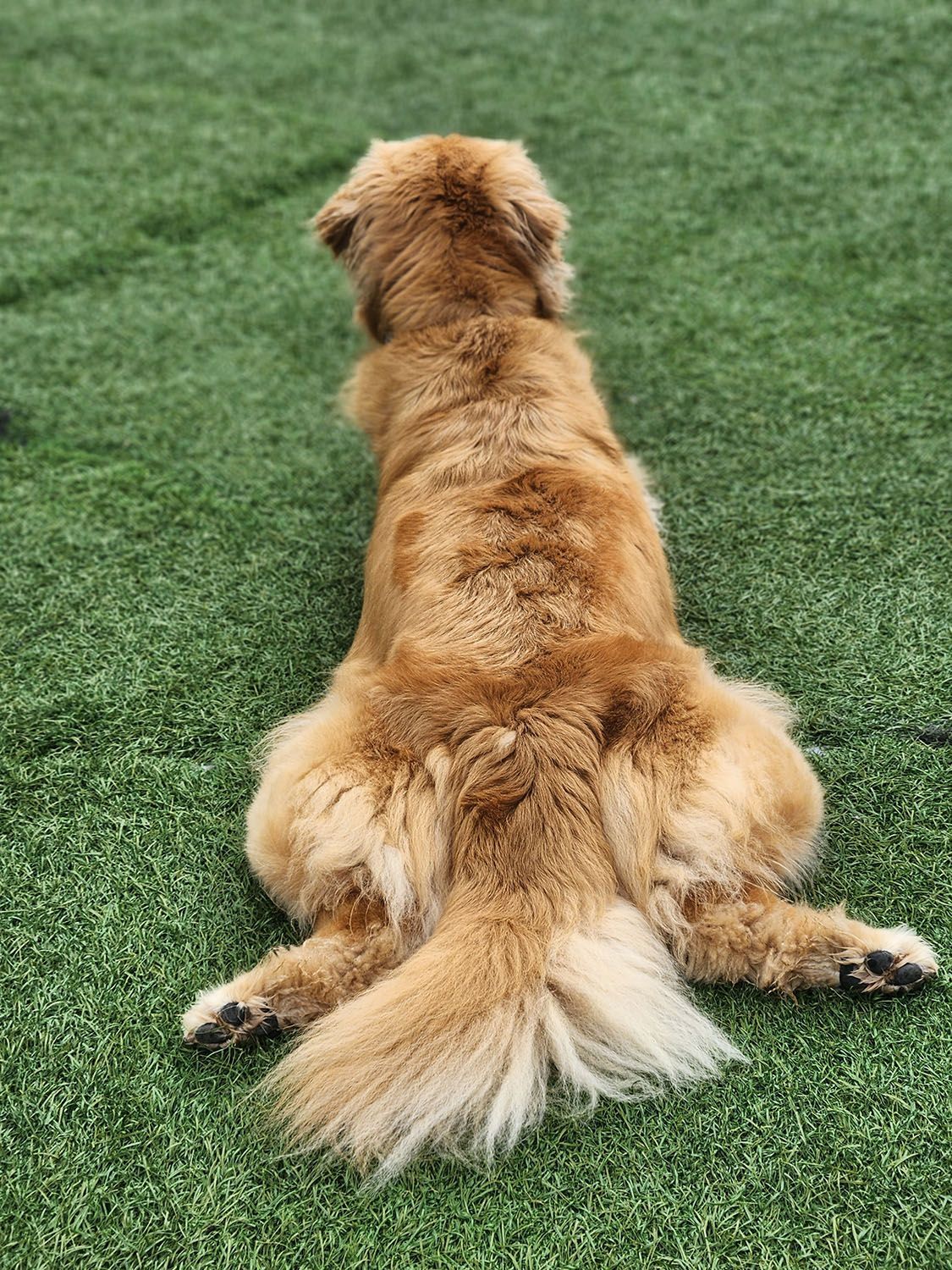 A dog is laying on its back on a lush green lawn