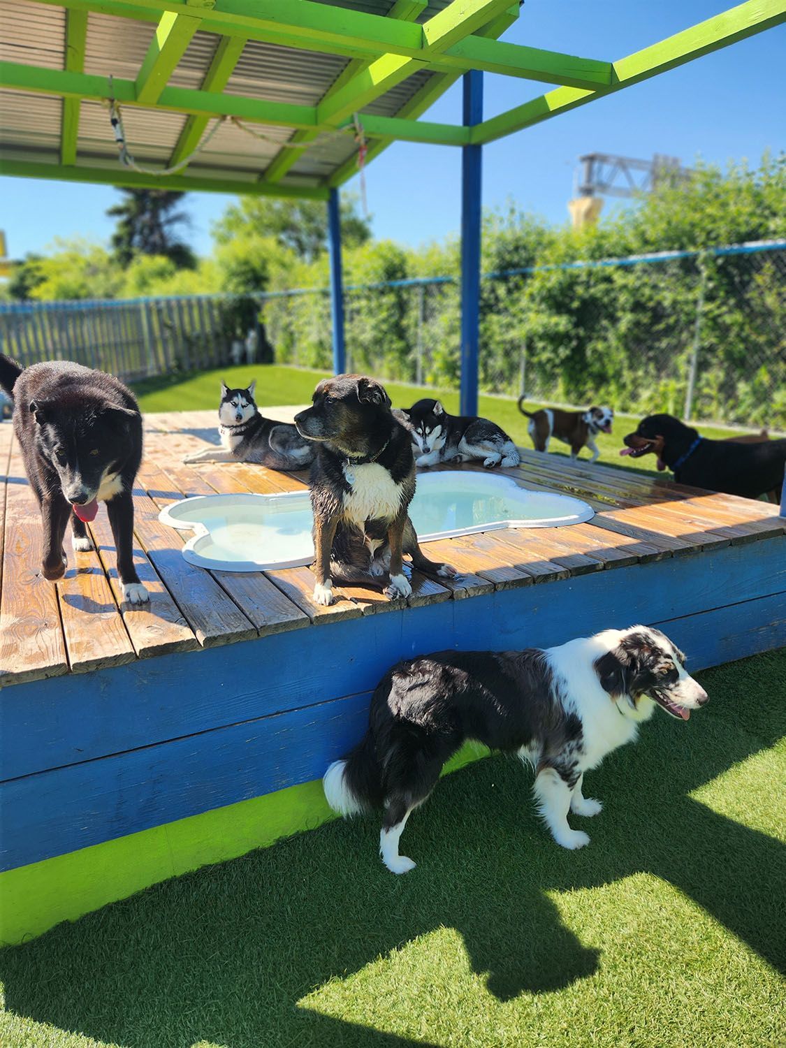 A group of dogs are standing around a pool