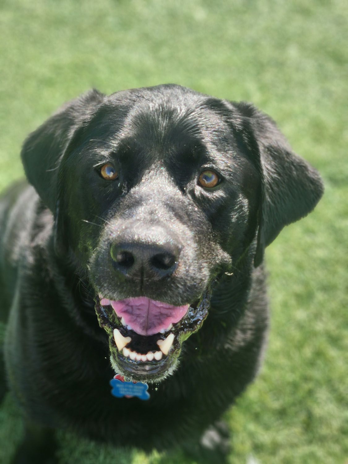 A black dog is laying in the grass
