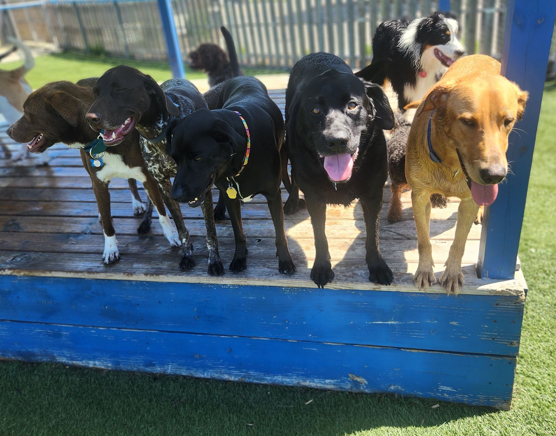 A group of dogs standing on top of a blue wooden platform