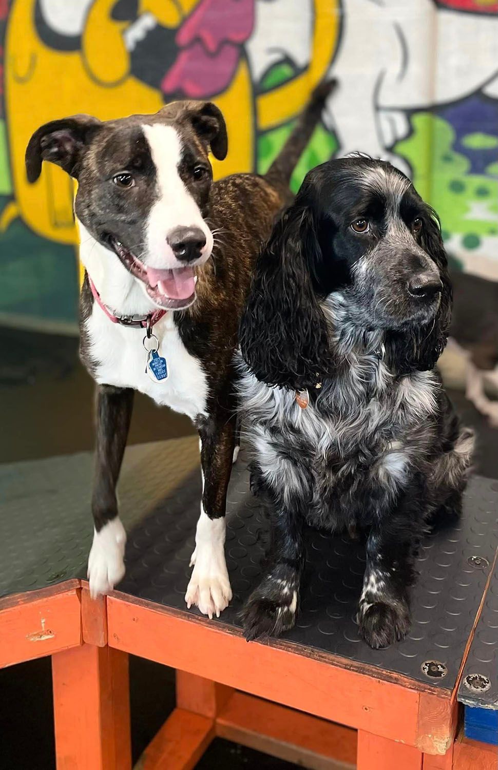 Two dogs are standing next to each other on a dog ramp