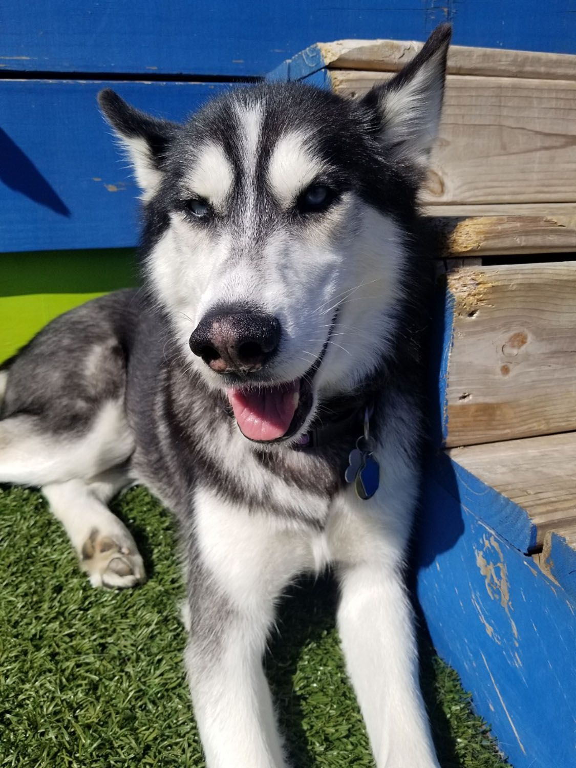 A husky dog is laying on the grass