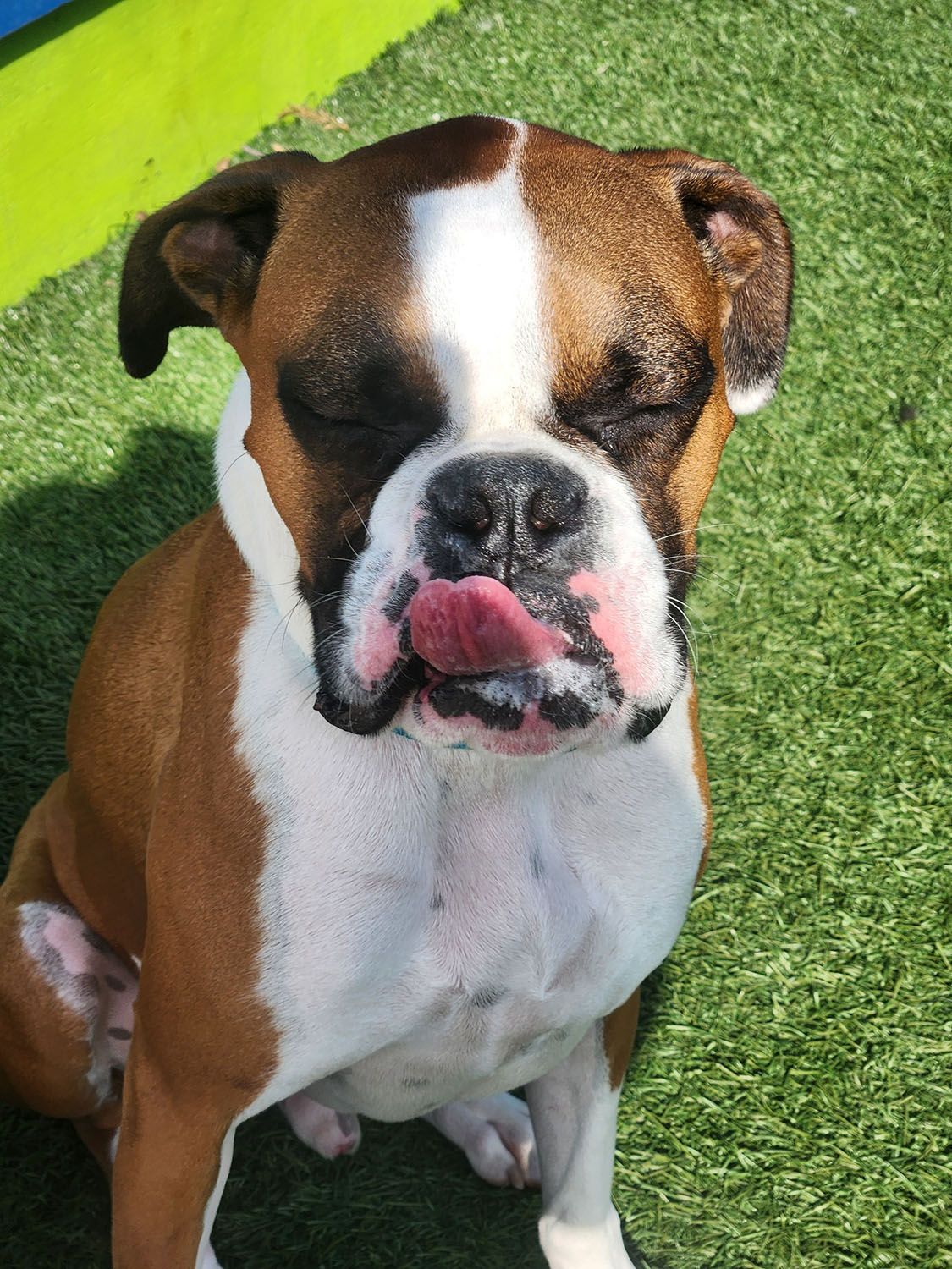 A dog with its tongue out is sitting on the grass
