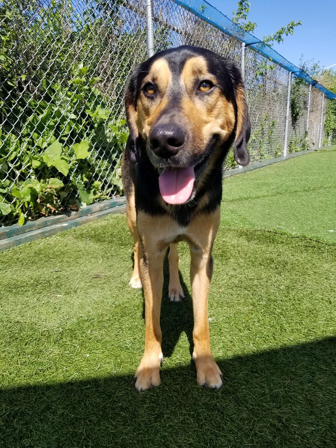 A dog is standing on the grass