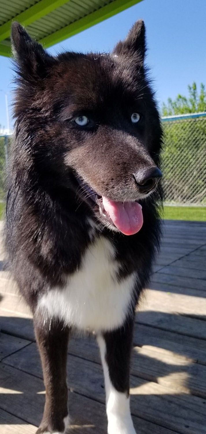 A dog with blue eyes is standing on a wooden deck