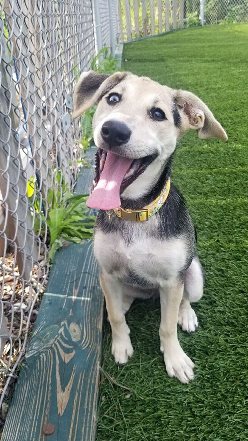 A small dog is sitting on a bench with its tongue hanging out
