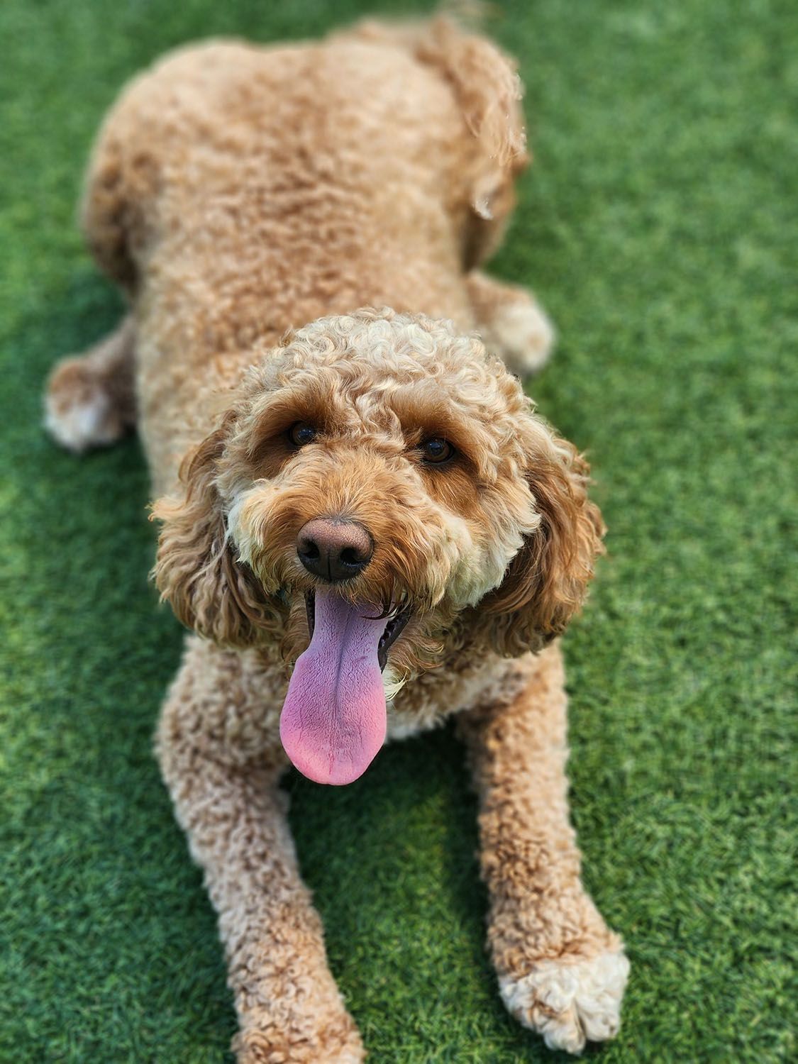 A brown dog is laying on the grass with its tongue hanging out