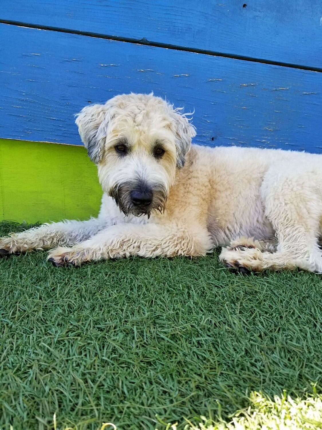 A small dog is laying on the grass in front of a blue bench