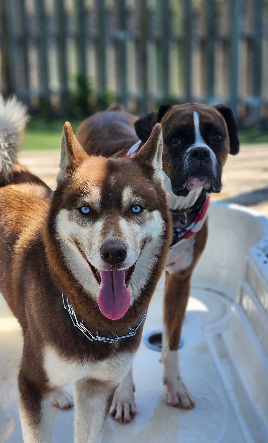 A husky and a boxer are standing next to each other on a tub
