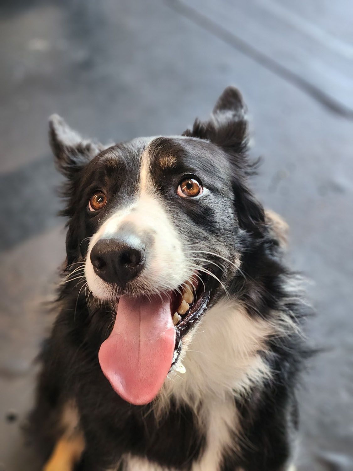 A dog with its tongue hanging out is looking up