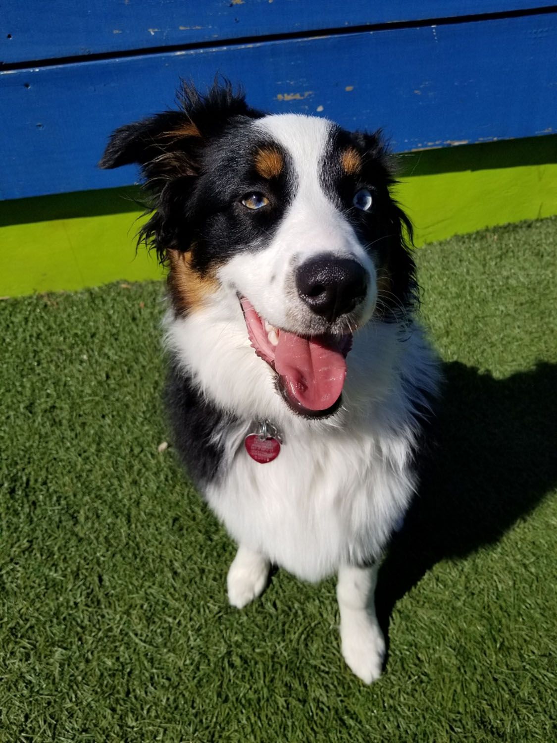 A dog is sitting on the grass with its tongue out