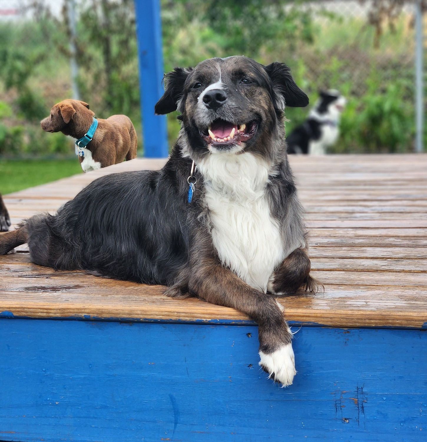 A dog laying on a blue deck