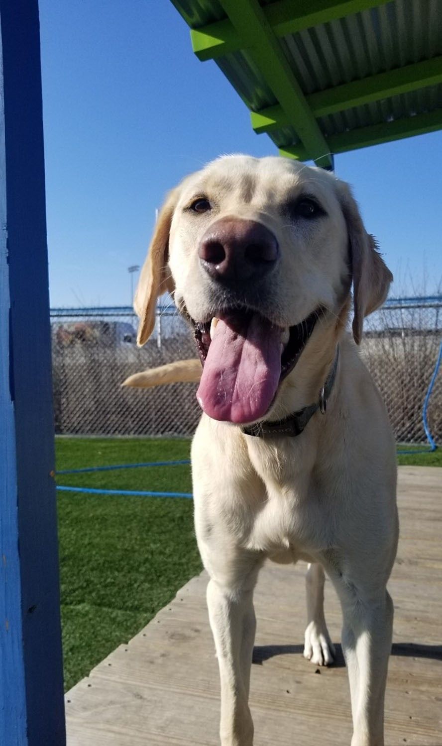 A yellow lab dog is standing on a sidewalk with its tongue hanging out