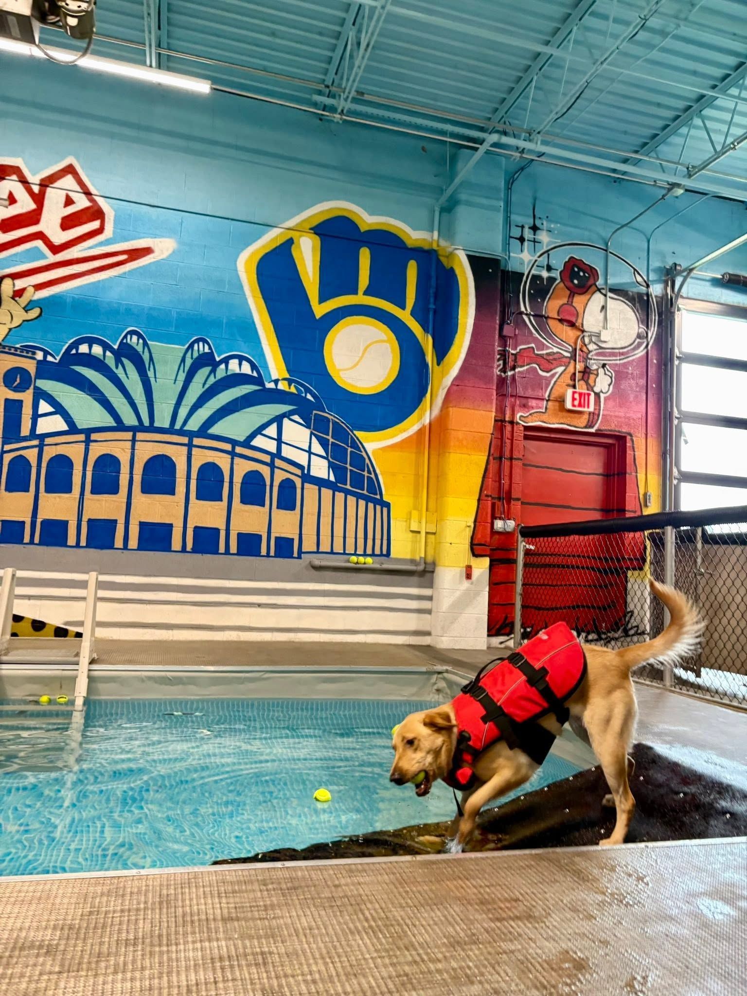 Dog in red life jacket swimming in an indoor pool, reaching toward the edge under colorful wall murals