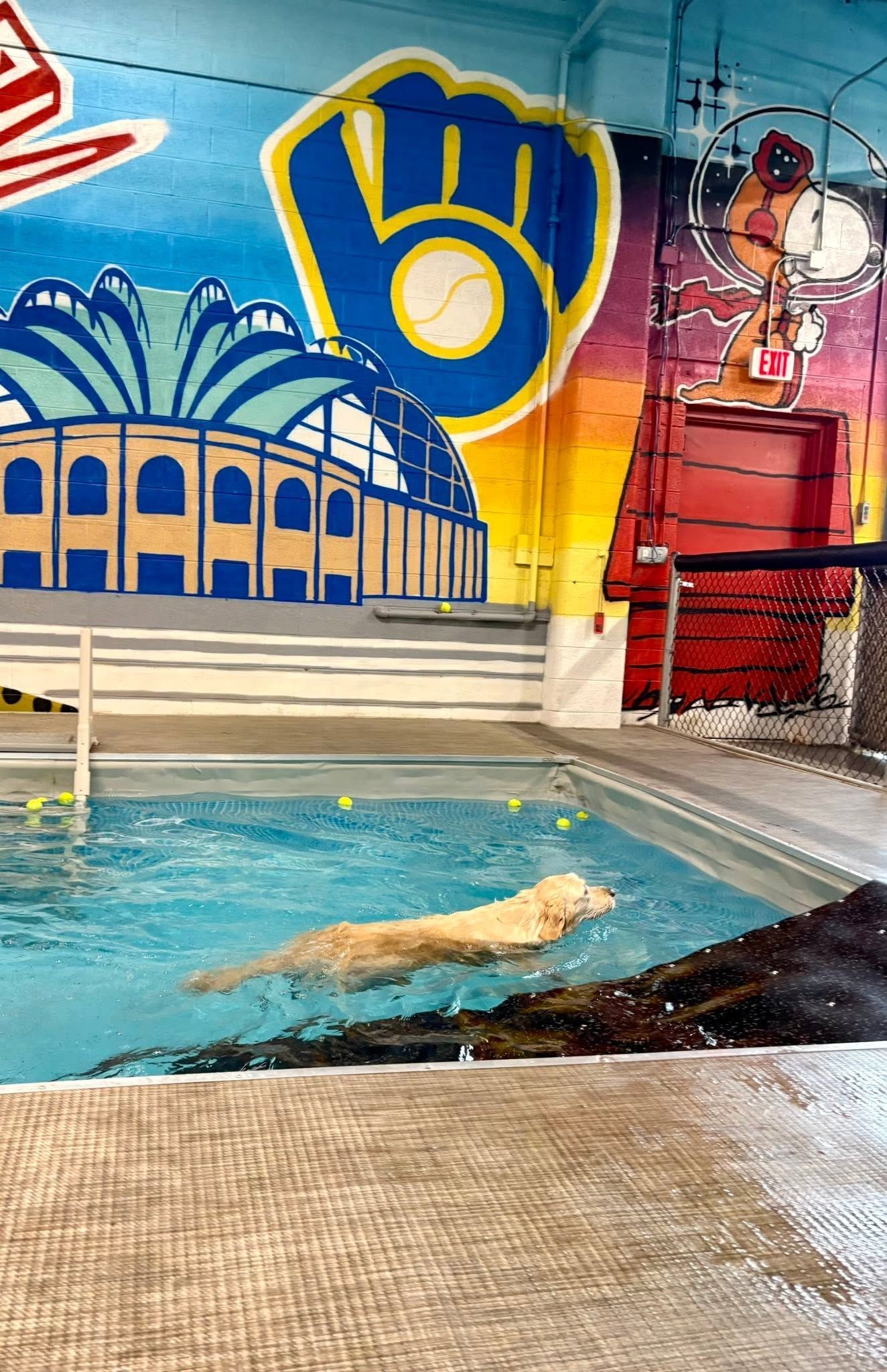 Swimmer in indoor pool beside a colorful Milwaukee Brewers mural and logo