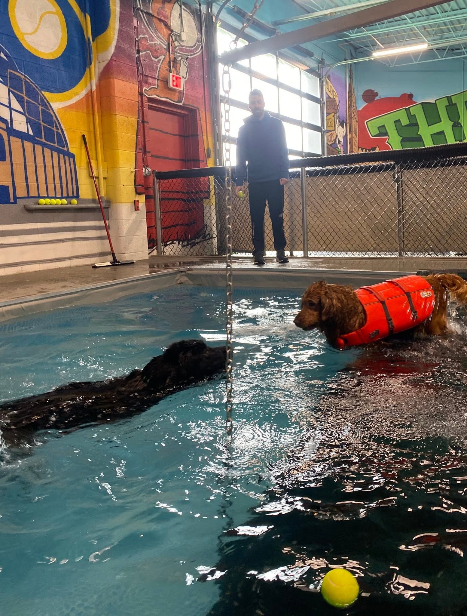 Two dogs in a pool, one in an orange life jacket, with a tennis ball nearby and a person in the background