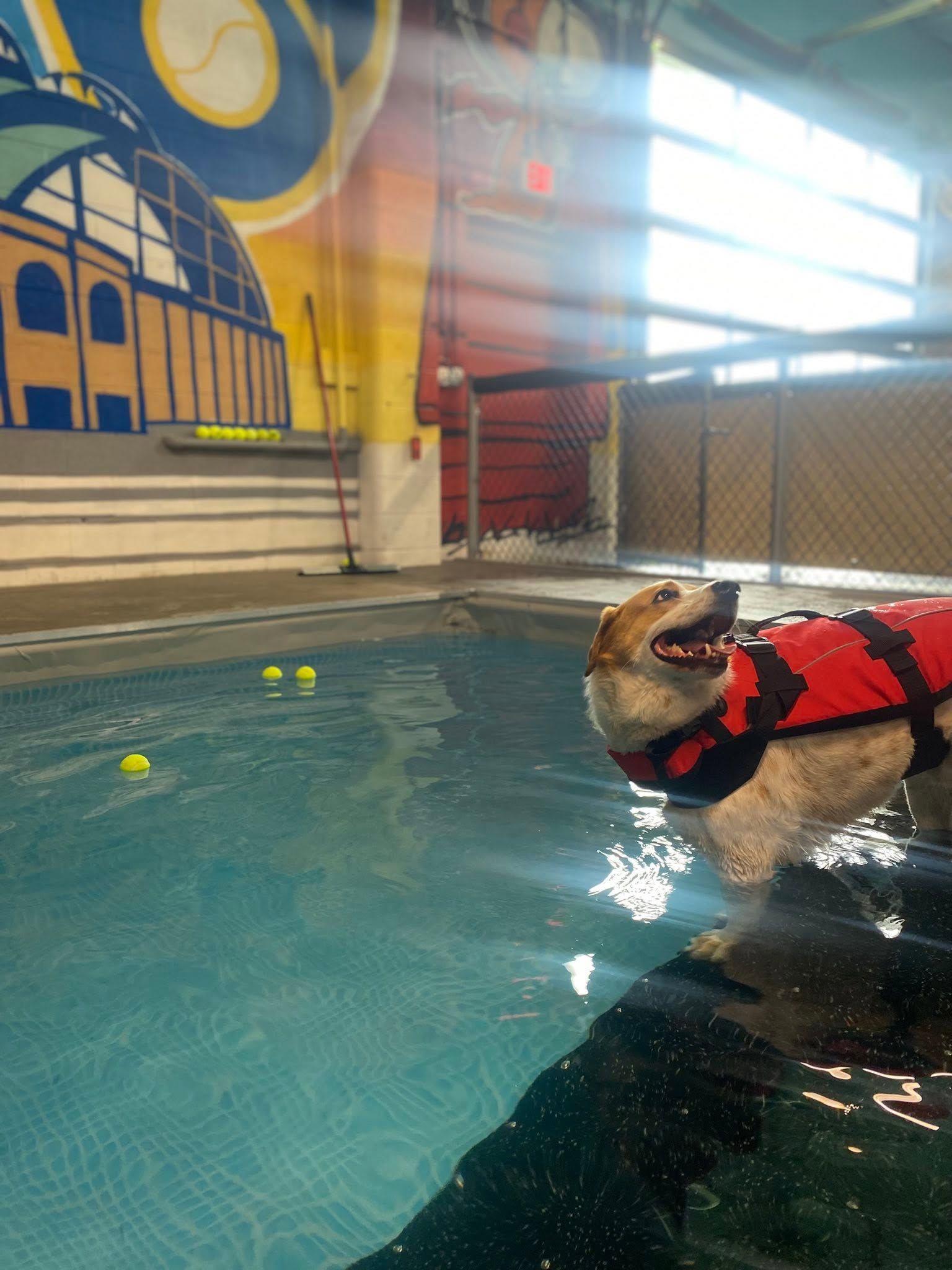 Dog in a red life jacket swimming in an indoor pool with tennis balls nearby.