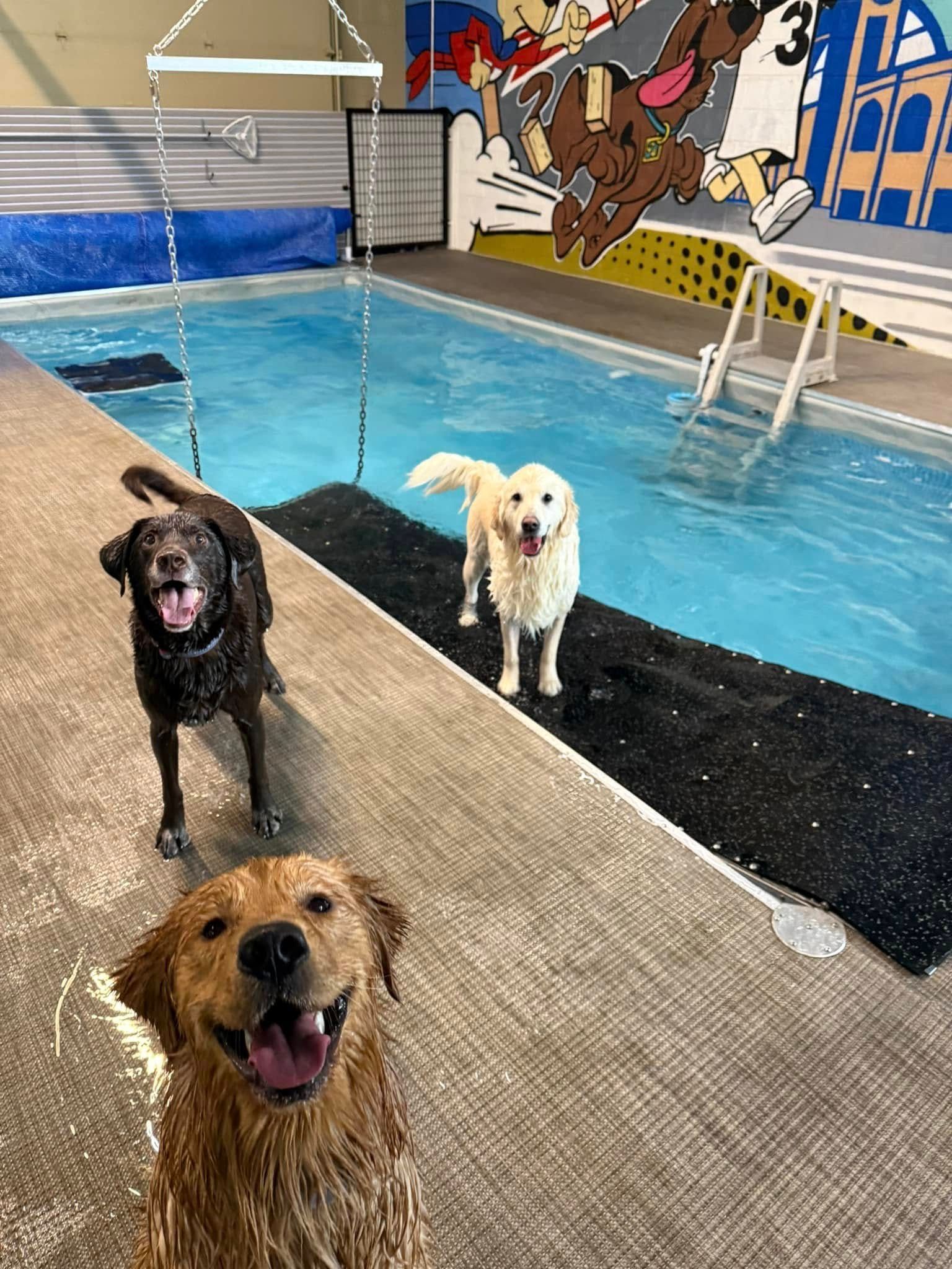 Four dogs standing on a pool deck beside an indoor swimming pool, one in the foreground panting.