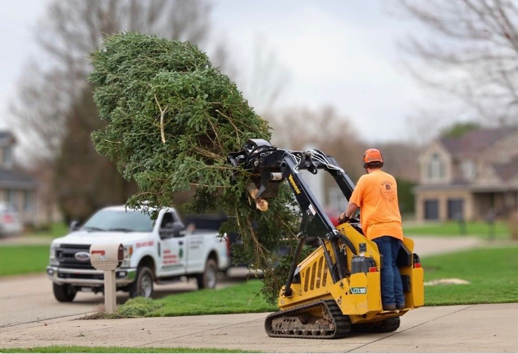 A person in bright orange protective gear climbs a white birch tree, secured by climbing ropes and professional equipment.