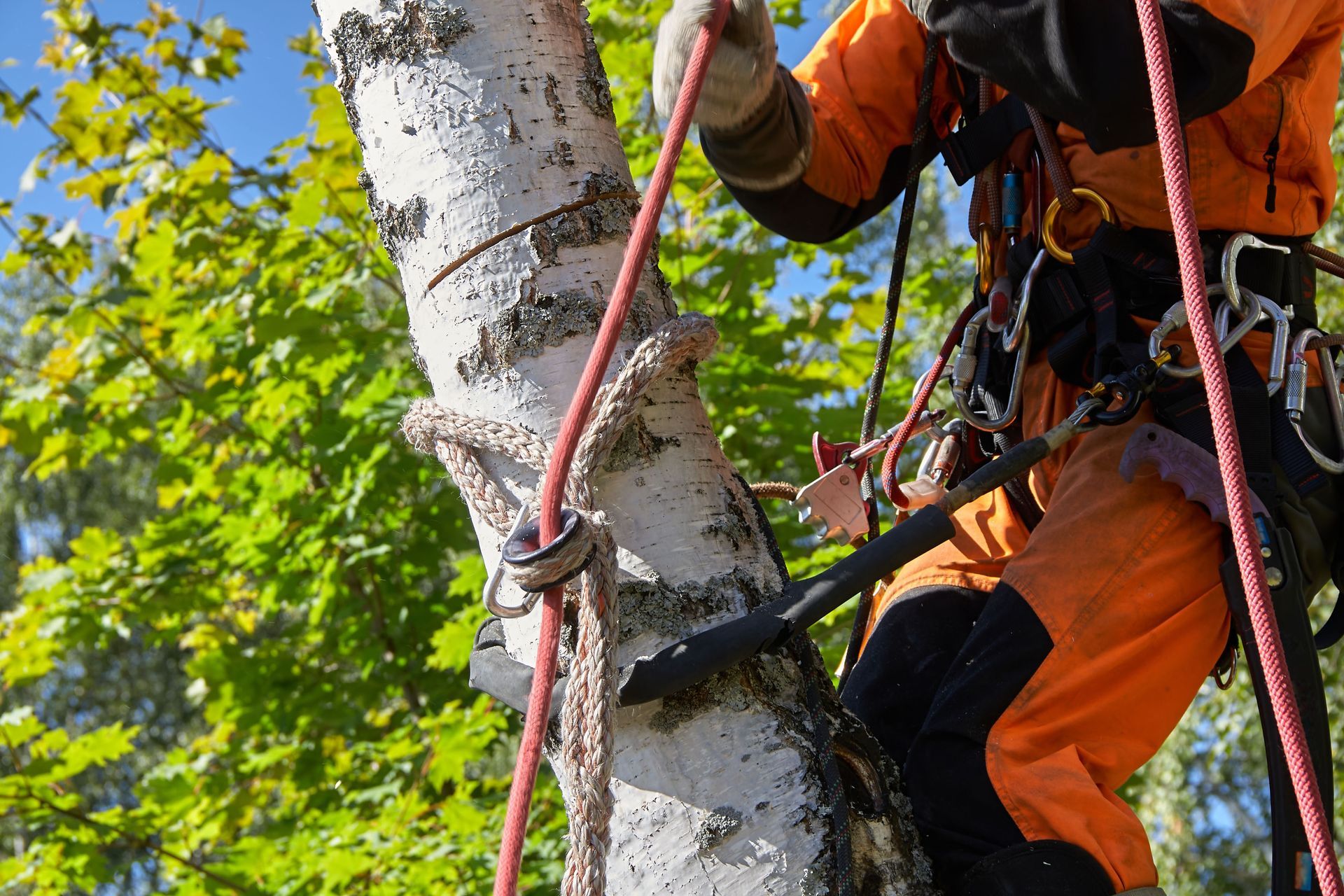 A person in bright orange protective gear climbs a white birch tree, secured by climbing ropes and professional equipment.