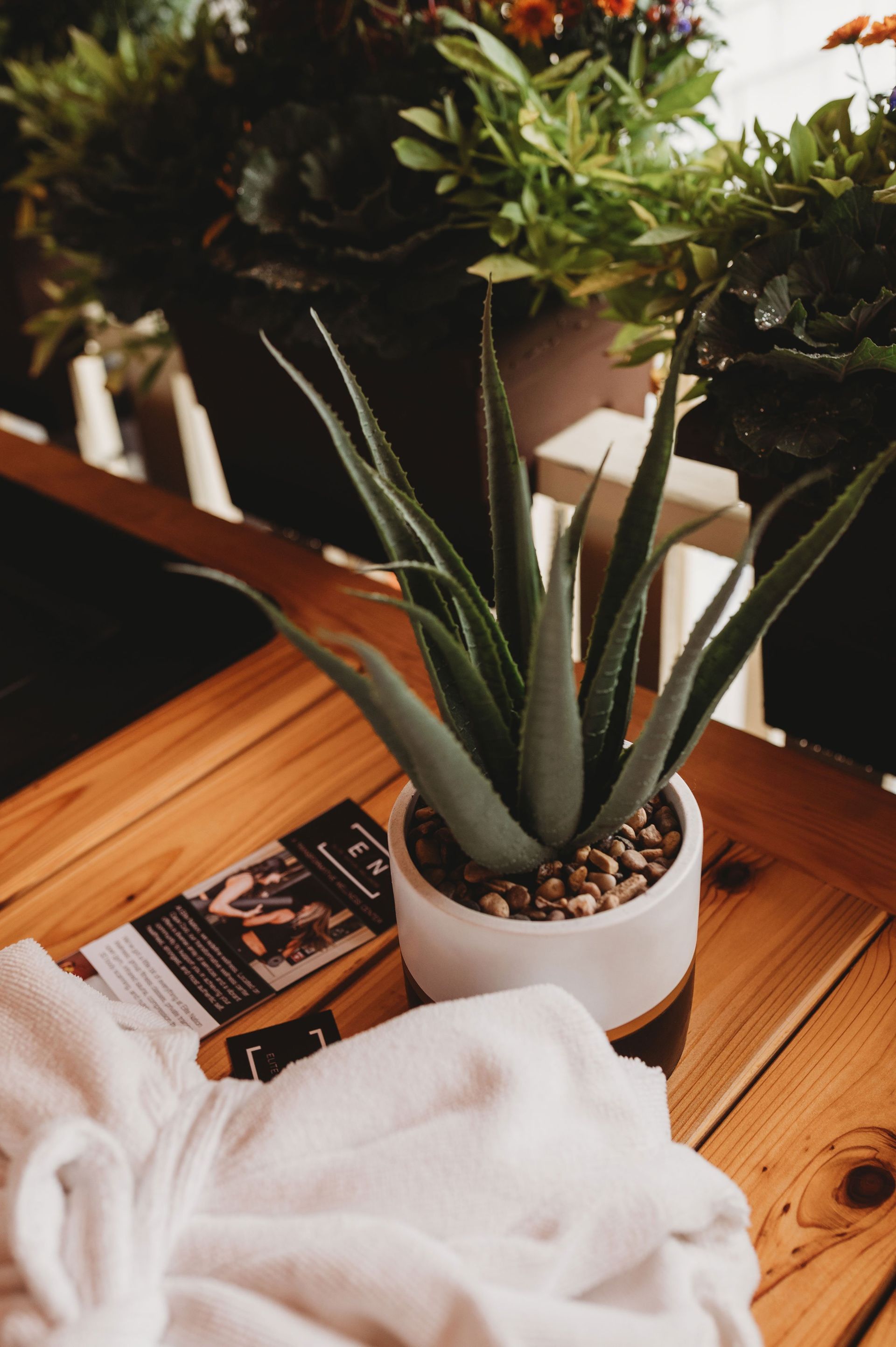 Aloe vera plant in white pot on a wooden table, with brochure and robe. Other potted plants in background.