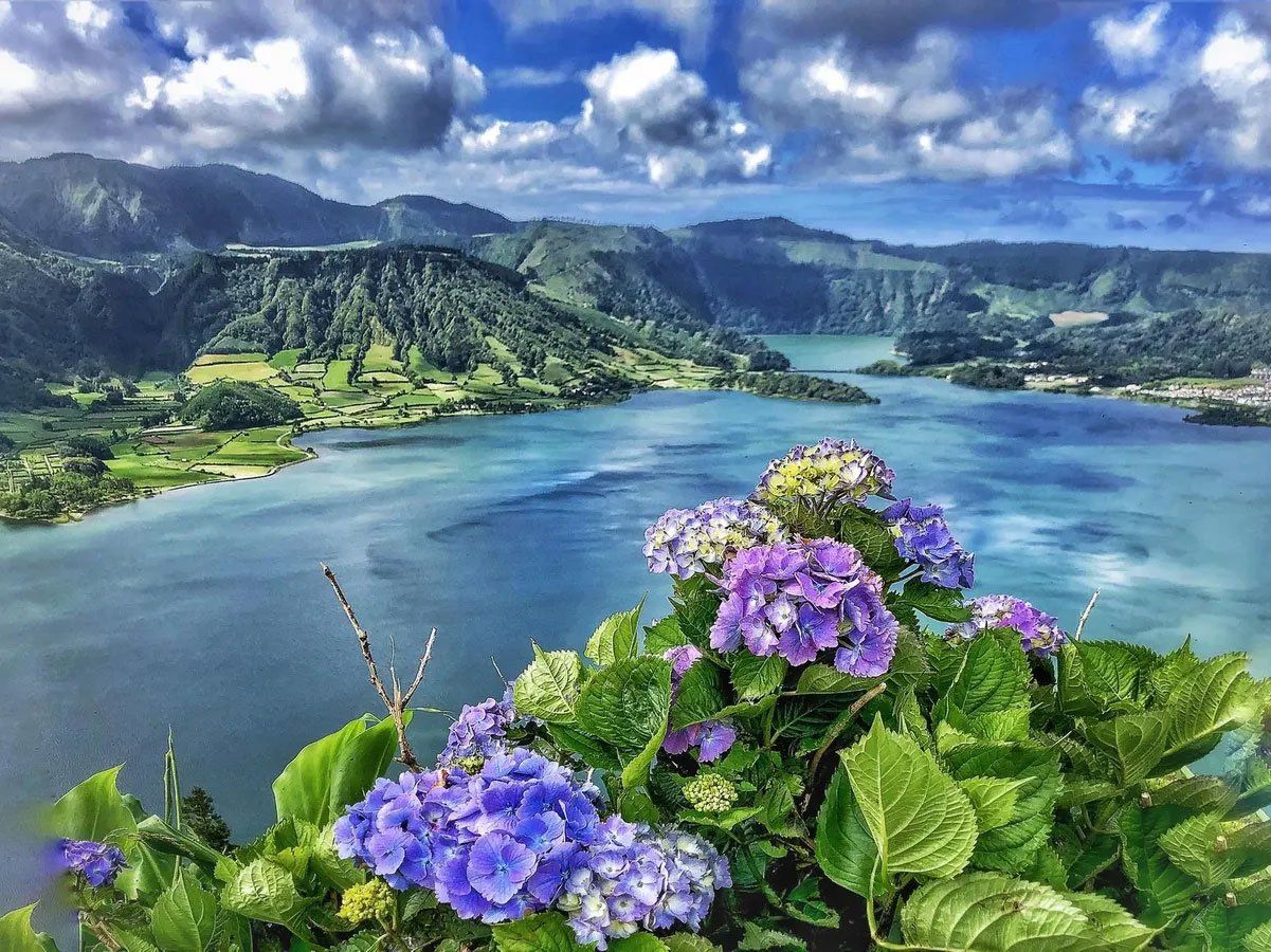 Blue and purple hydrangeas bloom overlooking a lake surrounded by green hills under a cloudy sky.