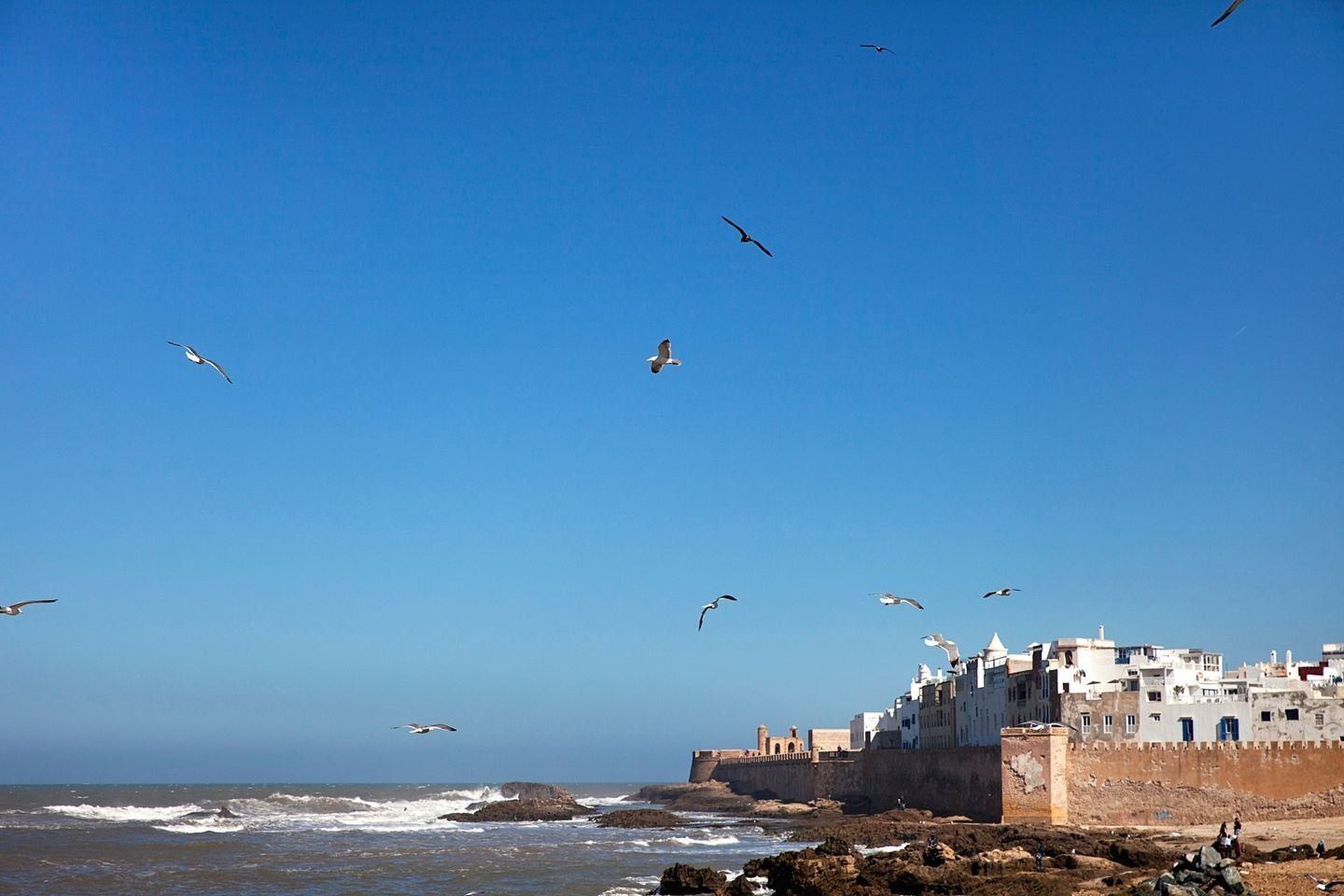 White buildings line a seaside wall with seagulls flying against a bright blue sky.