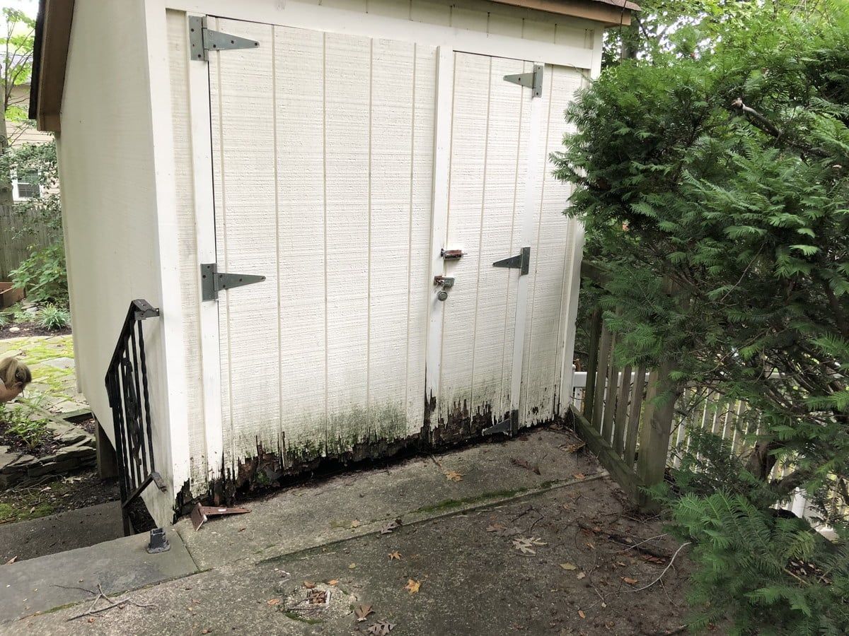 Small white garden shed beside a concrete path, partially hidden by shrubs and stained near the base.