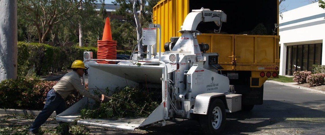 Tree Care and View Restoration