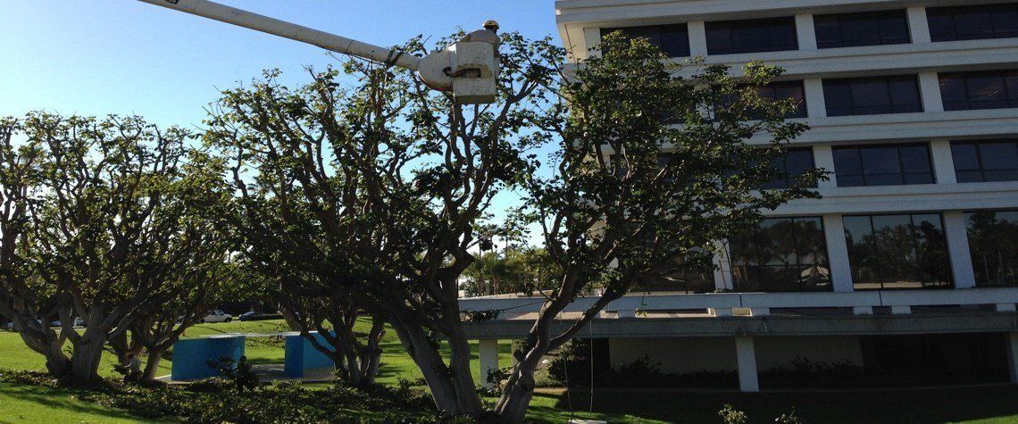 Tree Care and View Restoration