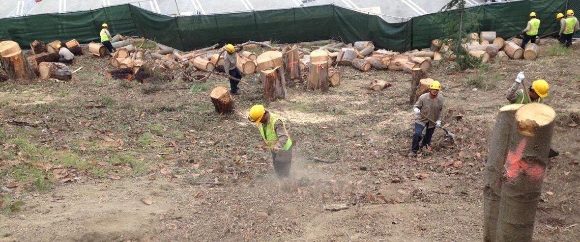 Tree Care and View Restoration